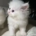 قطط