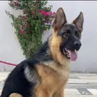 للبيع جراء جيرمن شيبرد شوولاين مستوى عالي اهالي بديقري