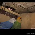 ازواج روز للبيع