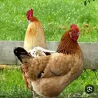 مطلوب دجاج بسكاكا