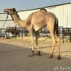 هجن