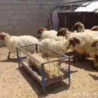 غنم للبيع. تم البيع