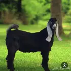 ذبايح تيوس وطليان حري