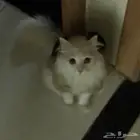 قط ضايع في المحاله