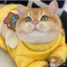 للتزاوج بسعر200 قط برتش مسجل يوجد قطط من الانتاج للبيع