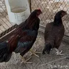 باكستاني ميوالي دجاجه وديك