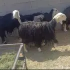 غنم نجد للبيع