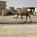 ابل