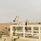 فرس واهو دم مصري بيور عائلة منية النفوس
