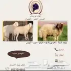 ذبايح نعيمي وحري وعرب