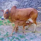 بقرتين يتبعها اناثي