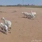 حريات مواليد ( تم البيع )