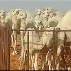 نياق وضح طيبات