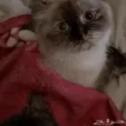 قطط