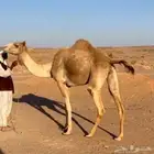 هجن