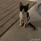 قطط تبني الدمام حي العروبه