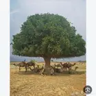 بذور شجرة الضبر
