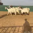 معزا مصريات تم البيع