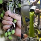 زيت زيتون الفلسطيني بعل عالأمطار شحن لجميع مناطق المملكه