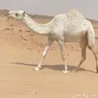 للبيع بكره لقيه عليانيه