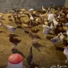 دجاج بلدي وفيومي فرصة