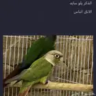 زوج كنيور شرط منتج