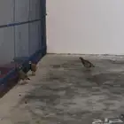 قهادي او حجل شنير