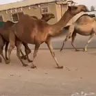 لقحه شعلا