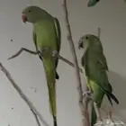 ادخل الاعلان خذ فره