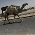 ضروبه وضحا