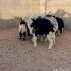 نجد للبيع