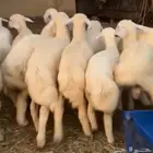 طليان حريه للبيع