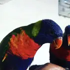 لوري متكلم