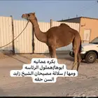 ركايب للبيع حقه ولقيه وناقه صفرا