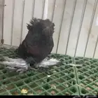 حمام بخاره