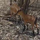 معزا وعل هجيم