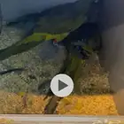 زوج كنيور بتقونيا من اكبر أحجام الكنيور زوج محلل بشهادات