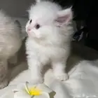قطط