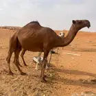 شعلا لقحه بداوه عسره