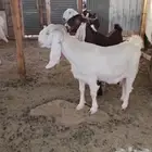 معزا دفيع ( مقاني طيبات )