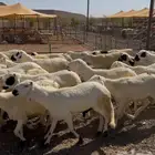 سواكن مرباه اكثر من شهر ماخذه جميع التحصينات سمان