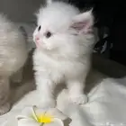 قطط