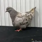 حمام فرش