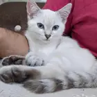 قط ذكر ابيض سكوتش ستريت عيون زرقاء للبيع