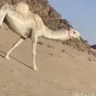 للبيع ضروبه وضحا كفو