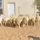 للبيع رخال حريات