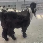 جذع عرضي فاخر ومعرف