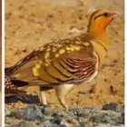 توفر فقاسات لشراكه