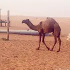 قعود فردي اصفر على البرنس