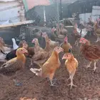 صوص بلدي